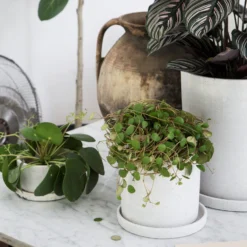 Blumentopf/Teller Polystone Klein Weiß -Günstig Haushaltsgegenstände 373541 14719 scaled