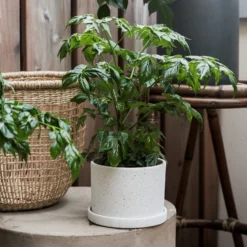 Blumentopf/Teller Polystone Klein Weiß -Günstig Haushaltsgegenstände 373541 14815 scaled