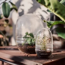 Pflanzenkuppel Glas Groß -Günstig Haushaltsgegenstände 375458 25203 scaled