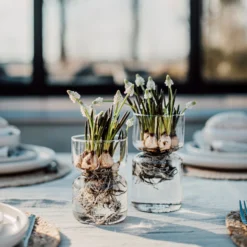 Hyazinthenvase Glatt Klarglas Groß -Günstig Haushaltsgegenstände 376213 33792 1 scaled