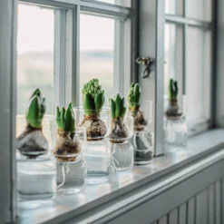 Hyazinthenvase Glatt Klarglas Klein -Günstig Haushaltsgegenstände 376214 30321 scaled