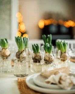 Hyazinthenvase Glatt Klarglas Klein -Günstig Haushaltsgegenstände 376214 36917 scaled