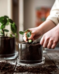 Blumentopf/Untersetzer Glaszylinder Klein -Günstig Haushaltsgegenstände 376352 38952 scaled