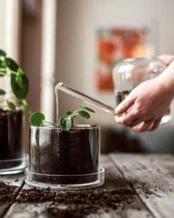 Blumentopf/Untersetzer Glaszylinder Klein -Günstig Haushaltsgegenstände 376352 38953 scaled