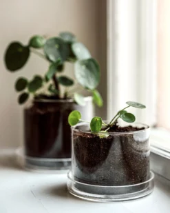 Blumentopf/Untersetzer Glaszylinder Klein -Günstig Haushaltsgegenstände 376352 38954 scaled