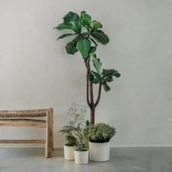 Blumentopf Glasiert 13 Cm Creme -Günstig Haushaltsgegenstände 400888 28333 scaled