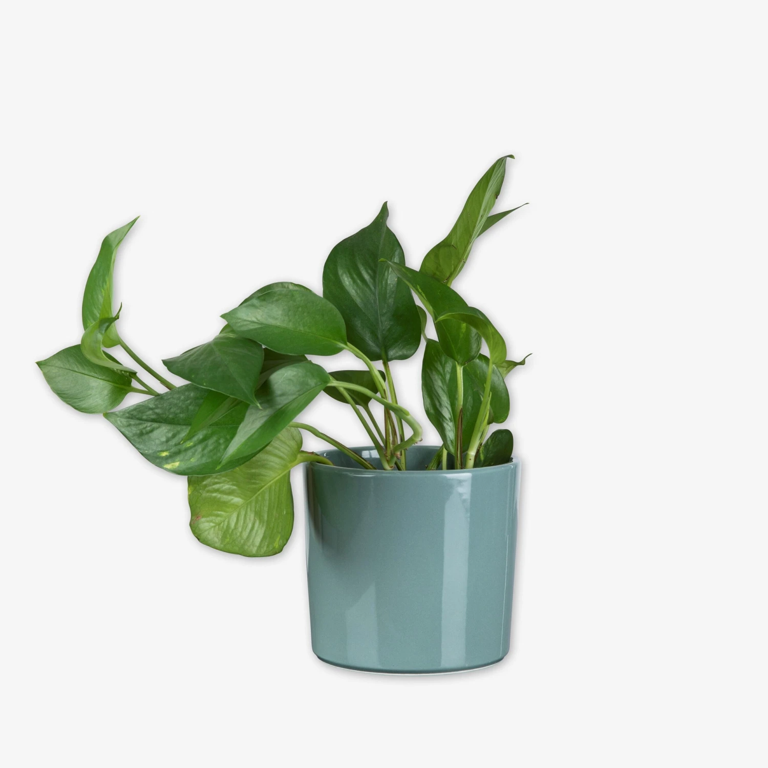 Pot Glazed 15cm Eucalyptus 1 Pot Glazed 15cm Eucalyptus