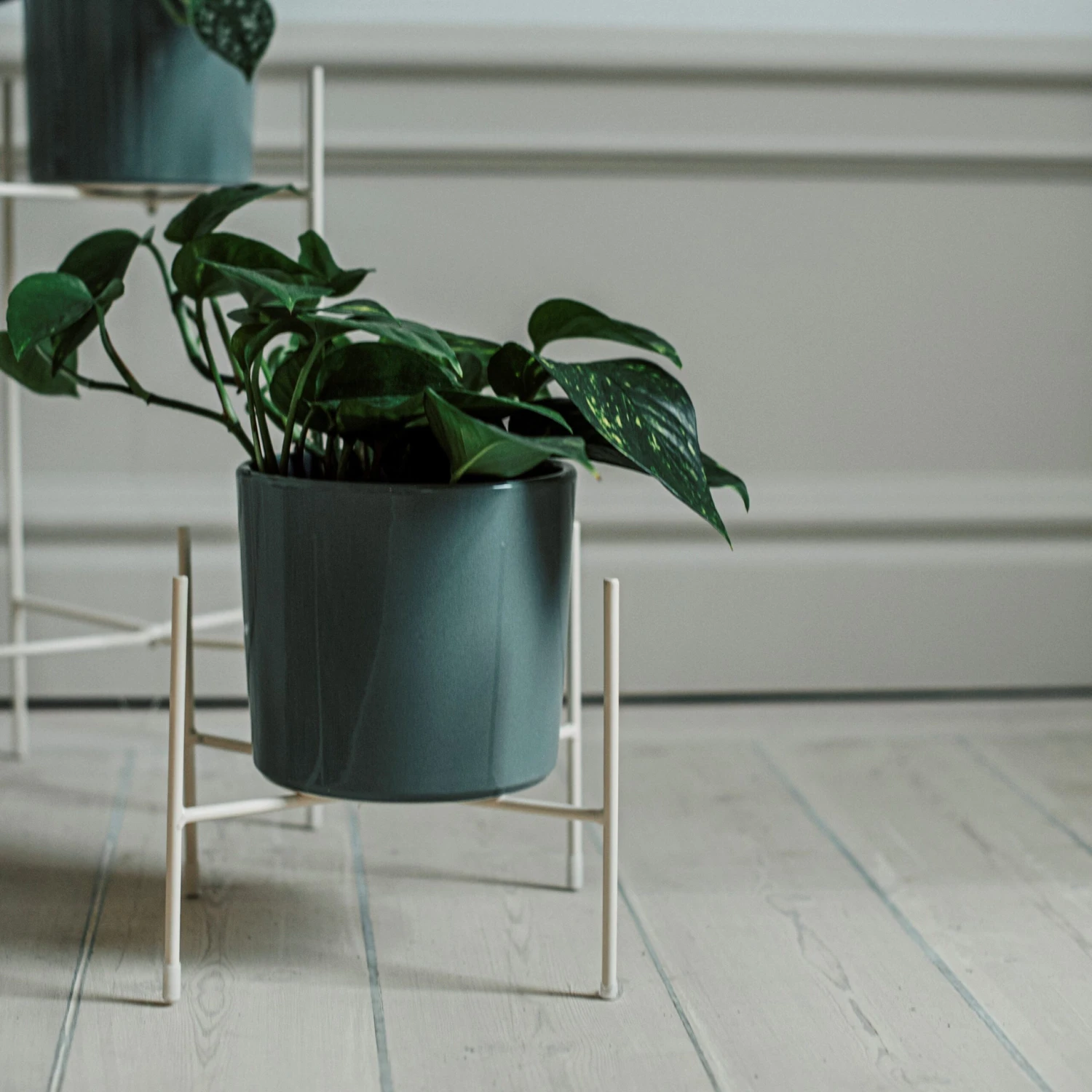 Pot Glazed 15cm Eucalyptus 5 Pot Glazed 15cm Eucalyptus – Bild 5