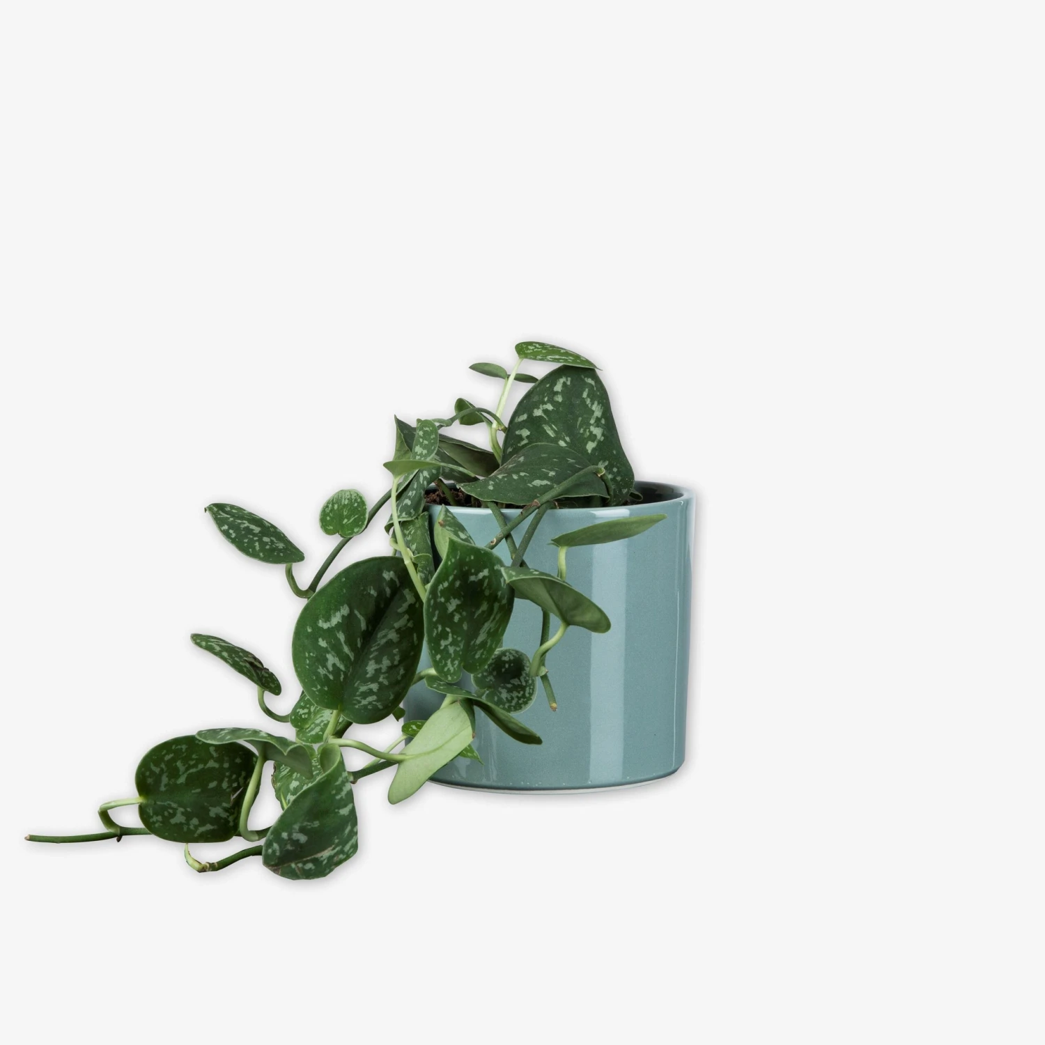 Pot Glazed 13cm Eucalyptus 2 Pot Glazed 13cm Eucalyptus – Bild 2