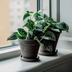 Blumentopf Terrakotta Grau Ø 18 Cm -Günstig Haushaltsgegenstände 401509 31155 scaled