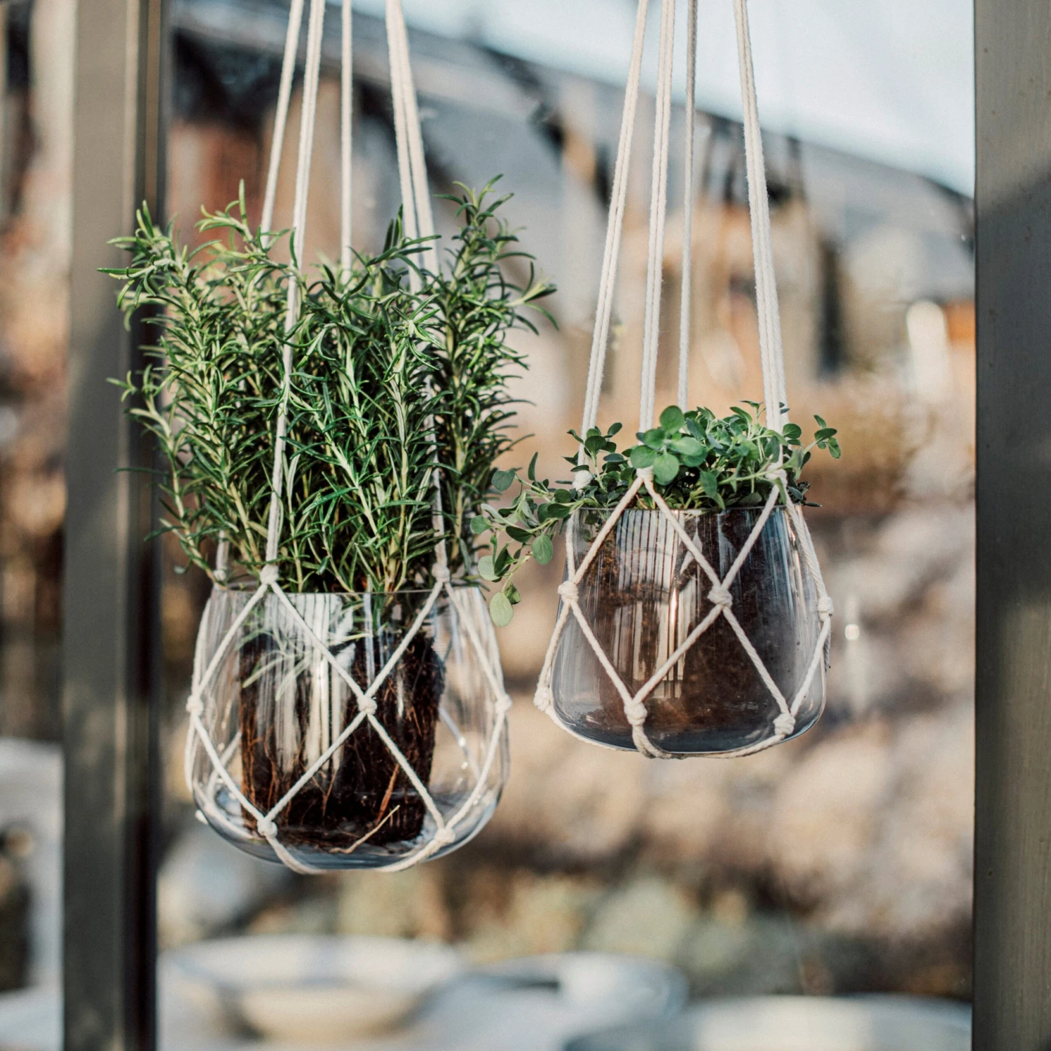 Ampel Glas Groß Natur 4 Ampel Glas Groß Natur – Bild 4