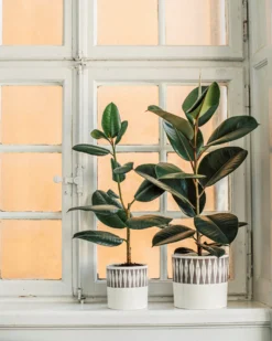 Blumentopf Stig Lindberg Diabolo 20 Cm Grau 10 Blumentopf Stig Lindberg Diabolo 20 Cm Grau -Günstig Haushaltsgegenstände 401974 36496 scaled