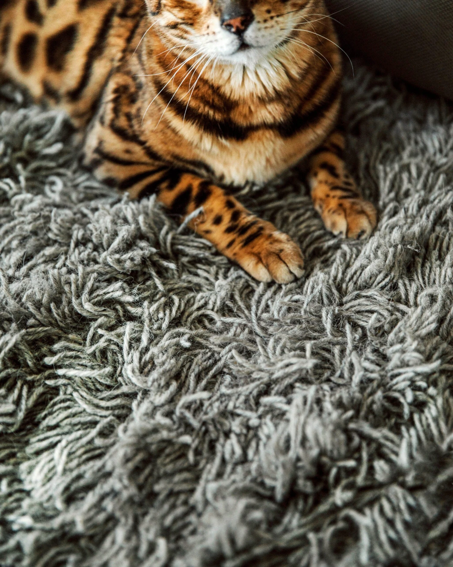 Rug Shaggy Undyed Wool 170x240 5 Rug Shaggy Undyed Wool 170x240 – Bild 5